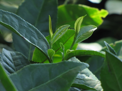 茶葉新芽