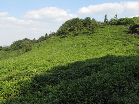 藍(lán)天白云茶場(chǎng)