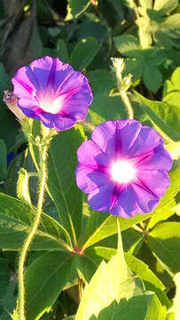 牽牛花