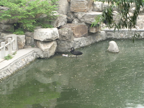 公園湖面