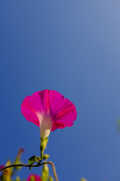 喇叭花