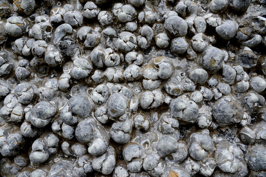 古生物化石 號頭貝