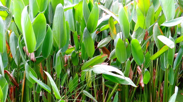 水草