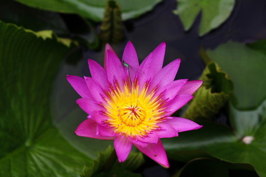蜻蜓?？康姆奂t色睡蓮