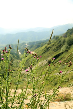 山谷里的野花