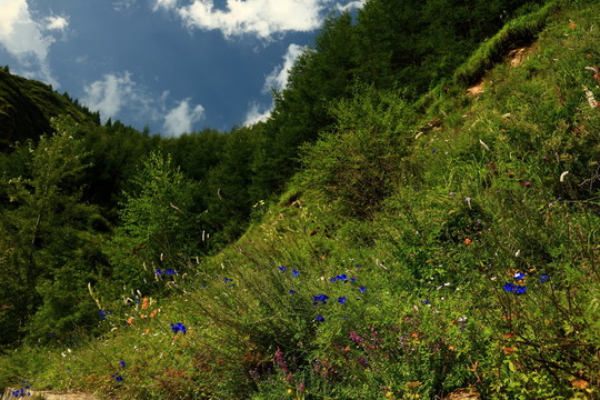 山坡上的野花