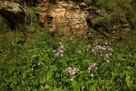 山里的野雛菊