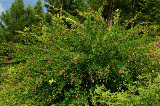 山野花