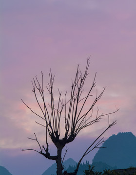 夕陽下的一棵樹