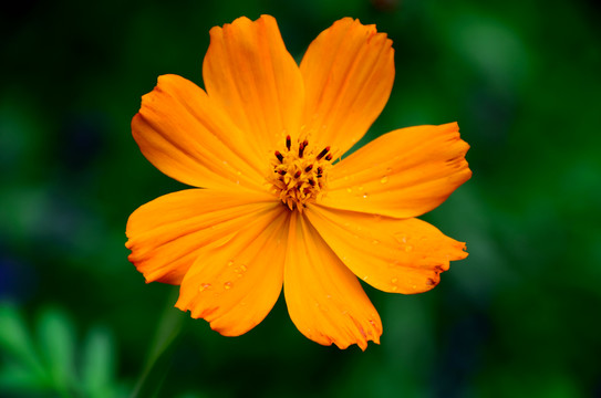 波斯菊