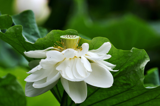 荷花