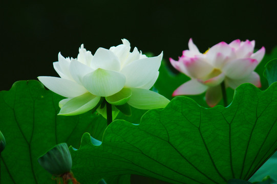 白色荷花