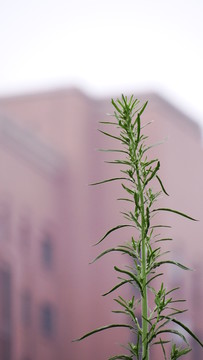 小草