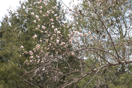 桃花