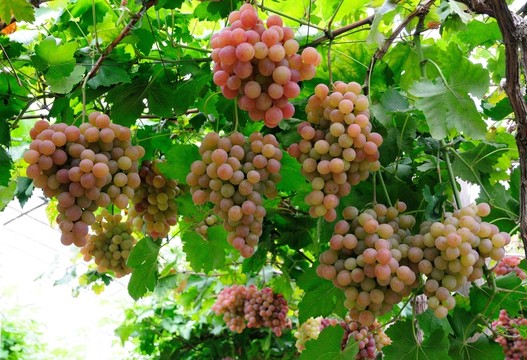 葡萄  提子 葡萄園