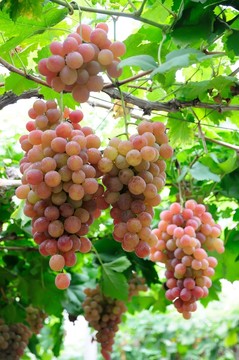 紅提  葡萄園