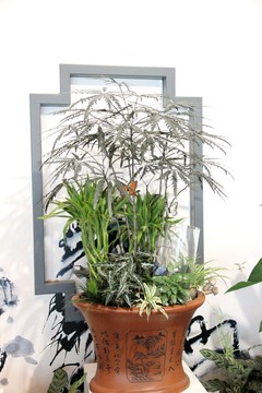 蘭花  盆栽蘭花  蘭花展