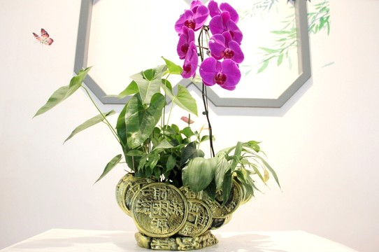 蘭花  盆栽蘭花  蘭花展