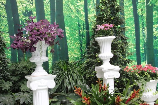 蘭花展  盆栽蘭花