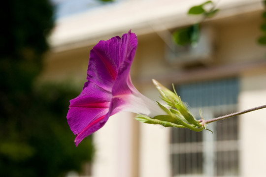 牽牛花