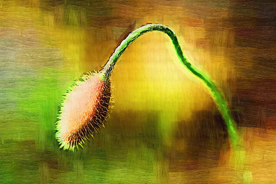 野罌粟花蕾 電腦油畫(huà)