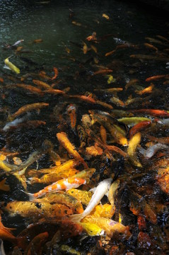鯉魚