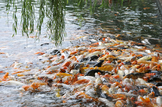 戲魚