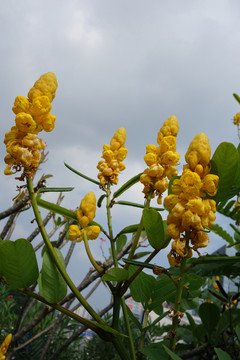 蠟燭花 黃花