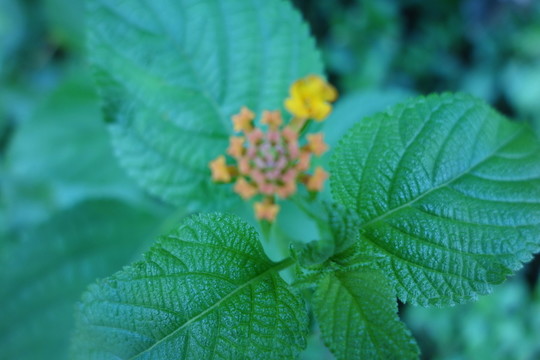 小黃花