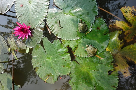 睡蓮 子午蓮 水芹花