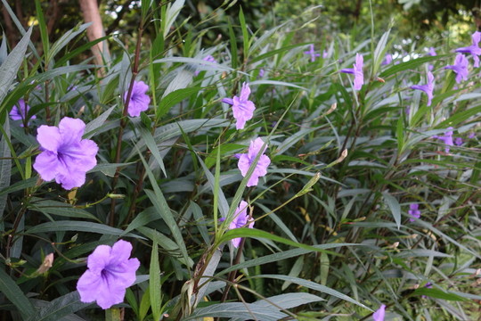 牽牛花 紫色花 喇叭花