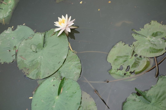 睡蓮 子午蓮 水芹花