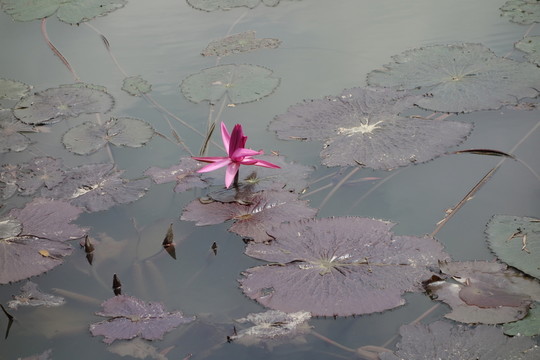 睡蓮 子午蓮 水芹花