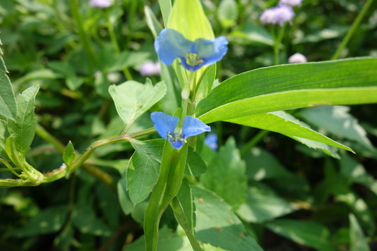 蘭花