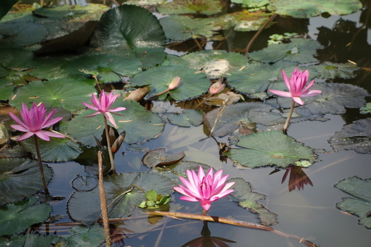 睡蓮 子午蓮 水芹花
