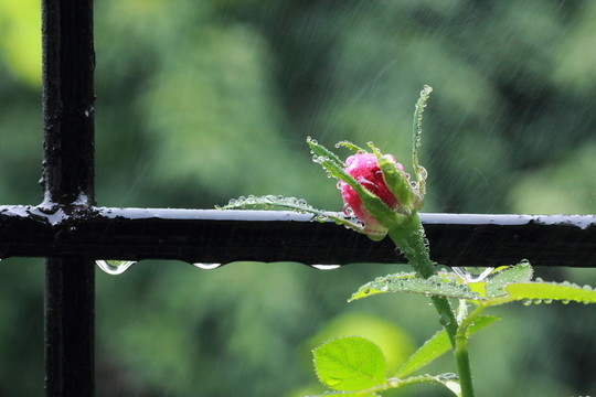 雨中薔薇