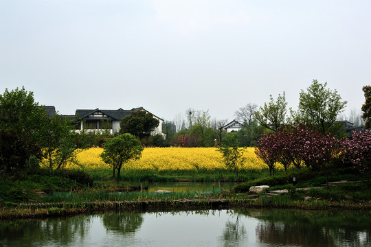 杭州 西溪 春季 油菜花 濕地