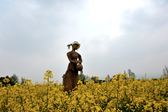 杭州 西溪 春季 油菜花 濕地