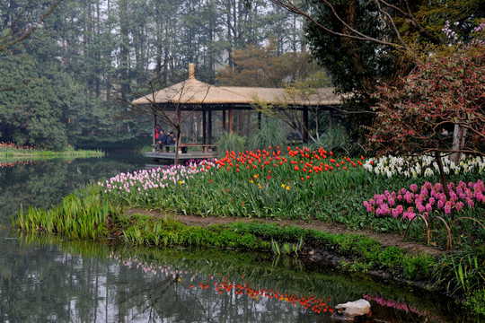 杭州 西湖 太子灣公園 郁金香