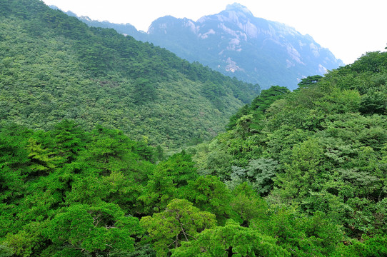 黃山奇峰
