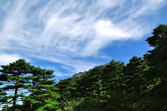 黃山松
