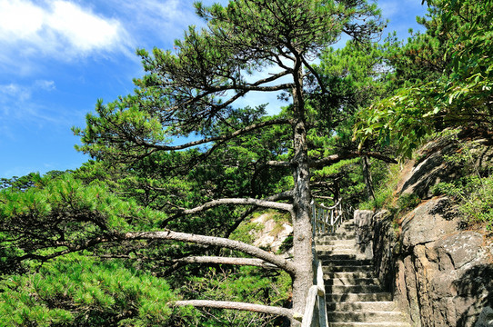 黃山松