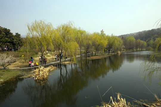 梅花山 南京 樹木 植物 湖水