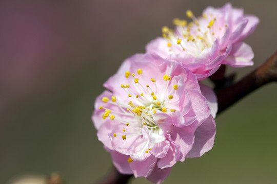梅花 花朵 花卉 花枝 花蕊