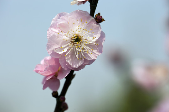 梅花 花朵 花卉 花枝 花蕊