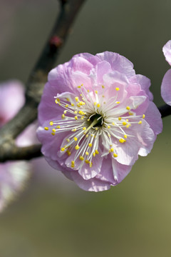梅花 花朵 花卉 花枝 花蕊