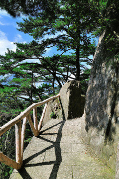黃山松