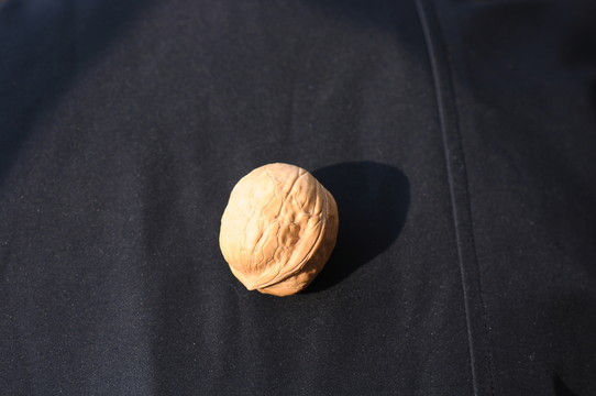 核桃
