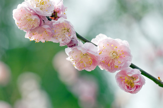梅花 花朵 花卉 花枝 花蕊
