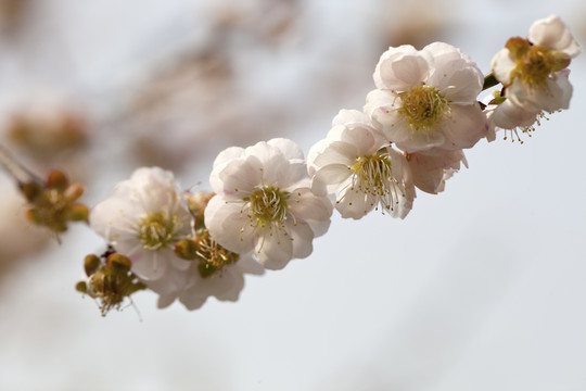 梅花 花朵 花卉 花枝 花蕊